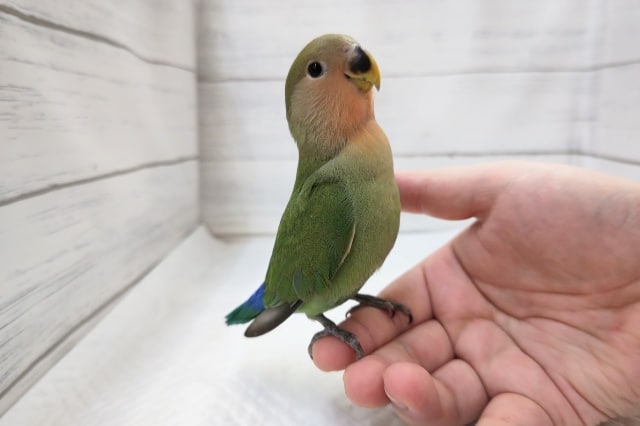 最新画像あり！　一番人気は、やっぱりノーマル小桜