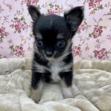 か、可愛すぎる、、、！！　ロングコートチワワの女のコ  2022.7/29撮影