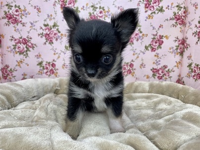 か、可愛すぎる、、、！！　ロングコートチワワの女のコ 2022.7/29撮影