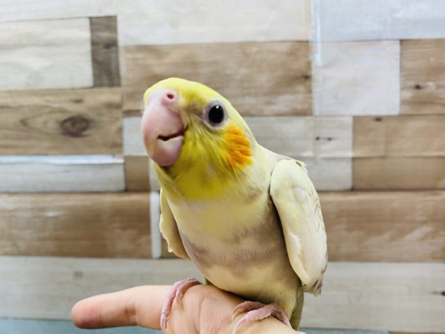 手の上が落ち着くんです！！オカメインコシナモンパールパイドやって来ました♪