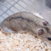 何気にﾚｱ種ですねっ　胴長です～～　チャイニーズハムスター