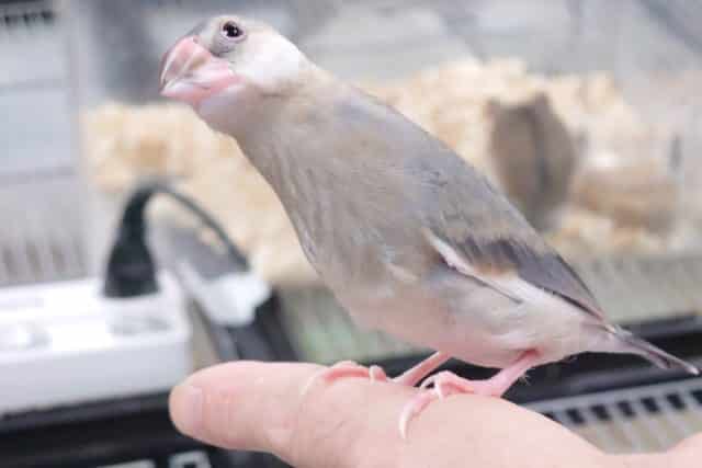 最新画像になります☆　７・３０　遊ぶことで頭いっぱい！　桜文鳥さんっ
