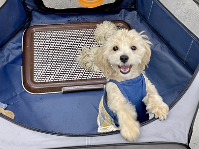 元気いっぱいの女のコ！！　マルチーズ×トイプードルのハーフ犬　2022.7/24撮影