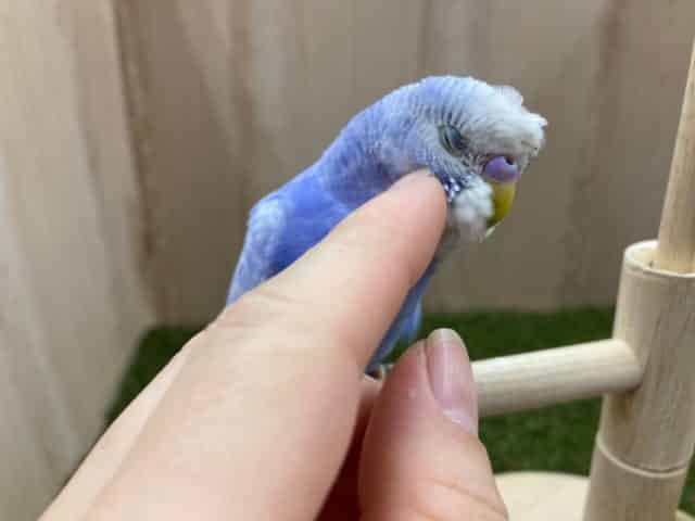 最新画像になりますよ！との様に惚れてしまいます＜＜＜　セキセイインコ　スパングル