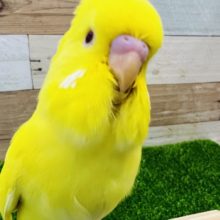 でかでかジャンボセキセイインコ！ルチノー
