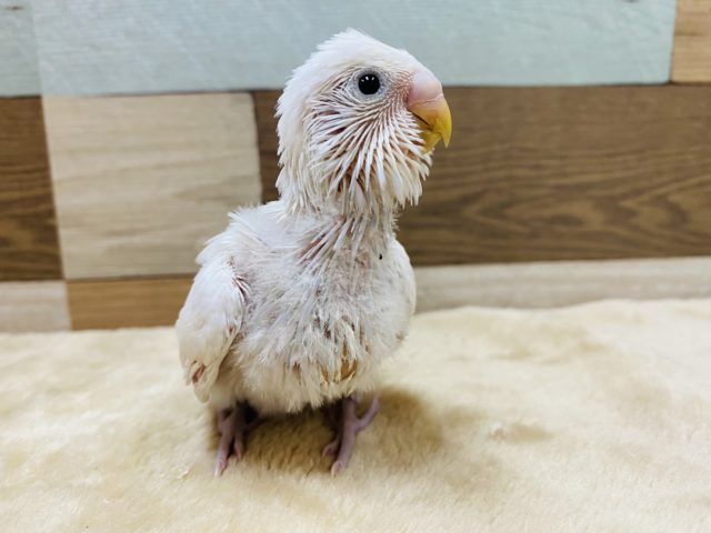 ちょこちょこ歩き回ります♪真っ白美白なセキセイインコ！