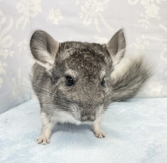 ふわふわ❤️チンチラ(グレー)男の子　2022年4月生まれ