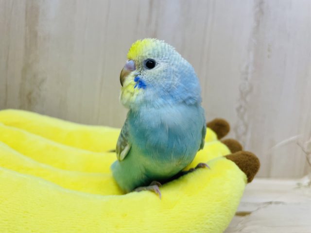 最新画像になります！！ねえお願い、こっち見て！ セキセイインコ レインボー