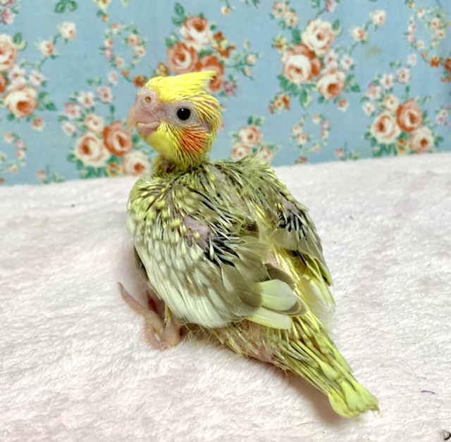 オカメインコ シナモンパール 7/9