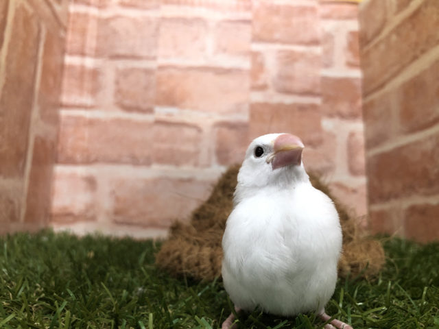 定番人気文鳥！　白文鳥　R4 7/16