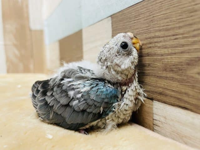 おめめぱっちり可愛いヒナさん！美声インコのブルーカラー！