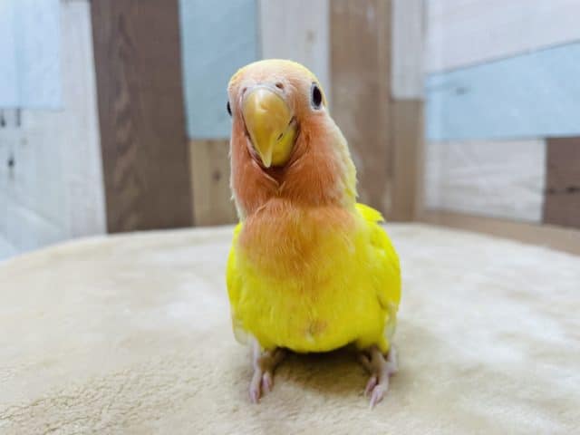 最新画像有り☆ひなひなすぎて可愛すぎます！コザクラインコのルチノーカラー！