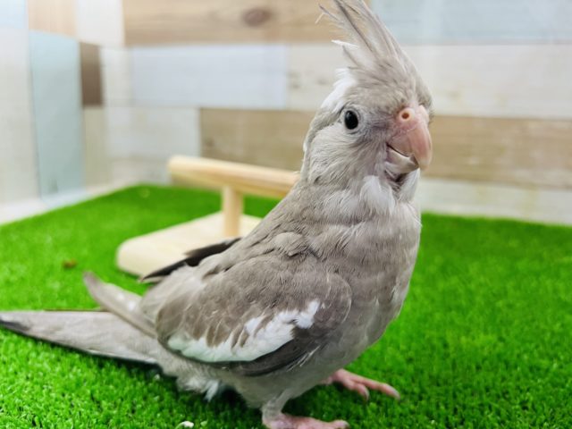 グレー多めのホワイトフェイスオカメインコ