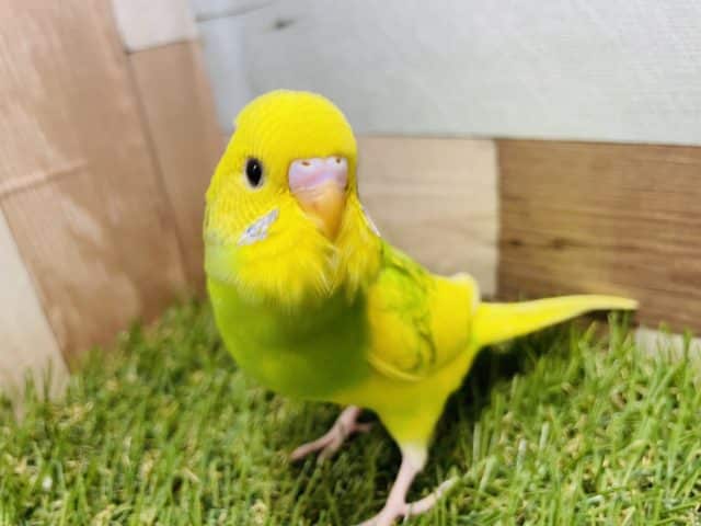 最新画像有り☆模様が薄くて鮮やかなセキセイインコ！スパングルパイドやって来ました〜