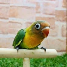 久しぶりの入荷！！　キエリボタンインコちゃん入舎です！！　R4　7/22撮影