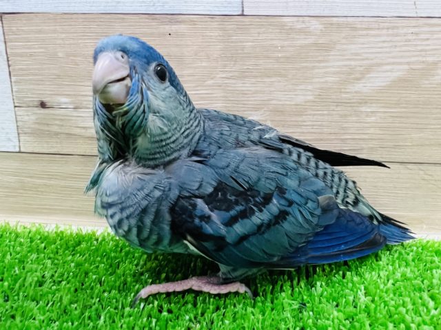 キレイなコバルトカラーのサザナミインコ