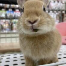 最新画像になります！！キュートラビット！！　ネザーランドドワーフラビット　オレンジ　女の子