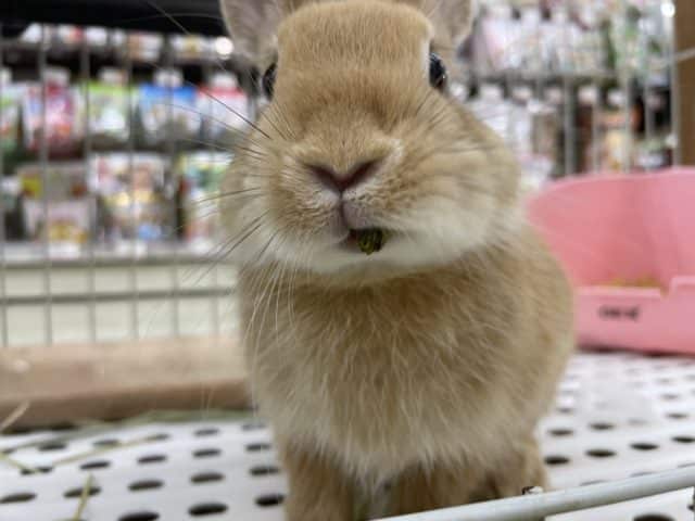 最新画像になります！！キュートラビット！！　ネザーランドドワーフラビット　オレンジ　女の子