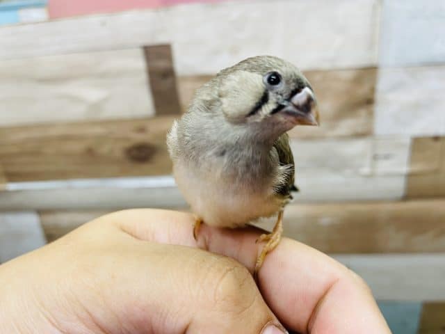 最新画像有り☆ちょこんと感が可愛いんです！キンカチョウ！