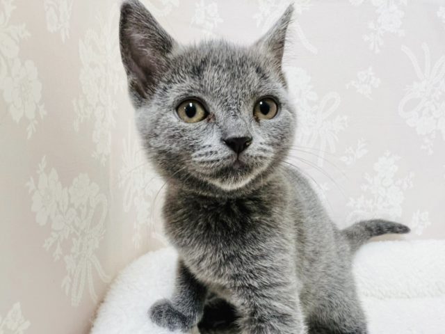 恥ずかしがり屋の美女✨シャルトリューちゃん！