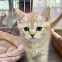 魅惑のムチムチボディ♡　スコティッシュフォールドの男のコ 2022.8/5撮影