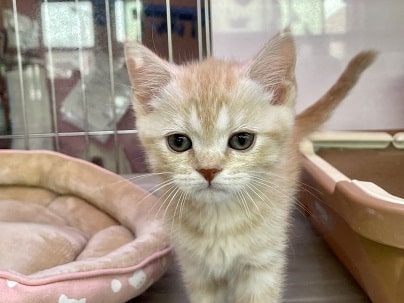 魅惑のムチムチボディ♡　スコティッシュフォールドの男のコ 2022.8/5撮影