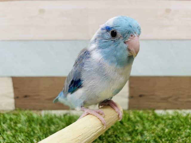 最新画像有り☆ヒナ餌卒業！手乗りもできちゃうマメルリハインコのブルーパイドカラー！