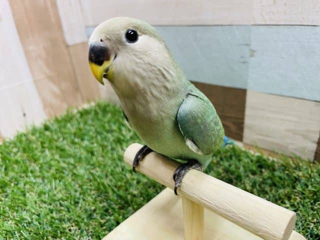 最新画像有り☆落ち着きを感じるヒナさんです！コザクラインコのブルーチェリーカラー！