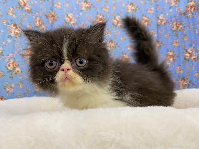 ぶちゃかわエギゾチックきました〜💛