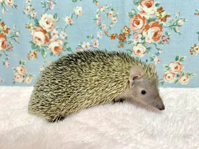 ヒメハリテンレック 小粒のおめめ👀がキュート♡ 7/28