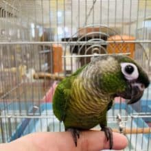 べたなれ♡ウロコインコがやってきた！