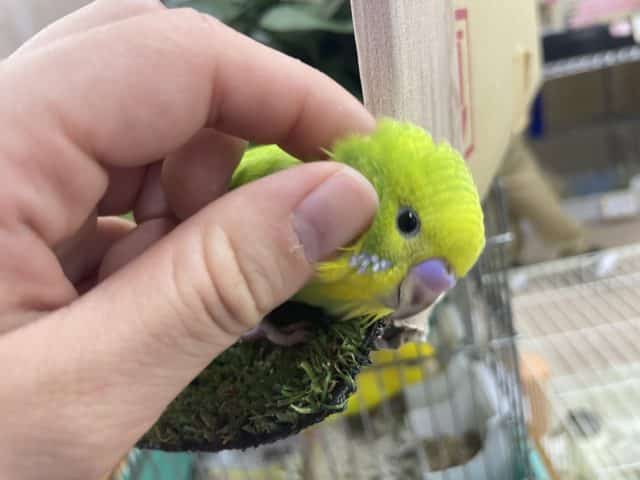 最新画像になりますよ！！トコトコ冒険！スパングルちゃん！　セキセイインコ　スパングル