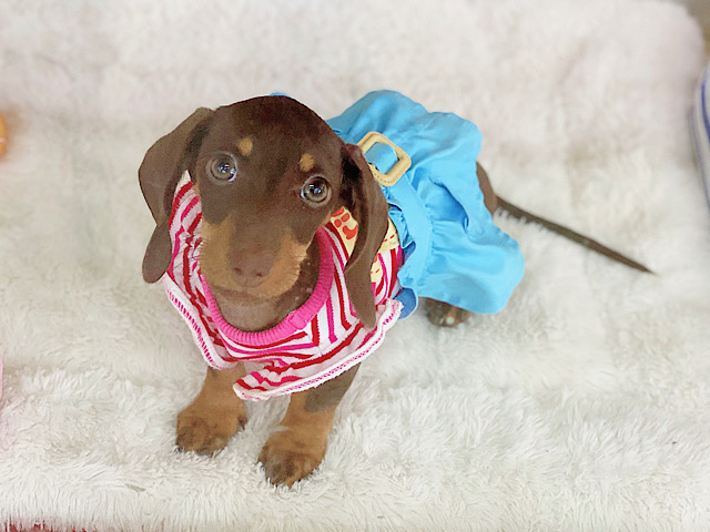 動画あり❤本当は甘ったれさん♡スタンダードダックスちゃん！