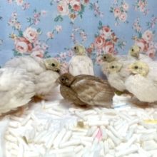 ヒメウズラちゃんず入舎しました♪🐥 7/18