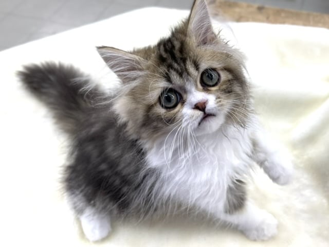 ペルシャ（ブラウンタビー&ホワイト）2022年5月5日生まれ　男の子