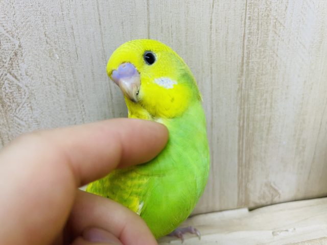 最新画像になります！！素直な笑顔がトレードマーク！ セキセイインコ スパングル