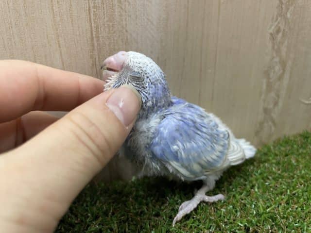 これぞまさに爽やかセキセイ！！ セキセイインコ スパングル