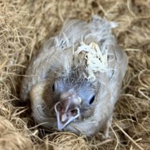 キンカチョウ シナモン！