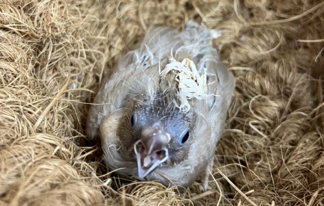 キンカチョウ シナモン！