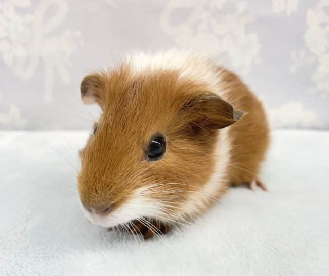 プイプイ❤️短毛モルモット(白茶)男の子　2022年7月生まれ