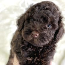 トイ・プードル（ブラウン）2022年5月8日生まれ　女の子