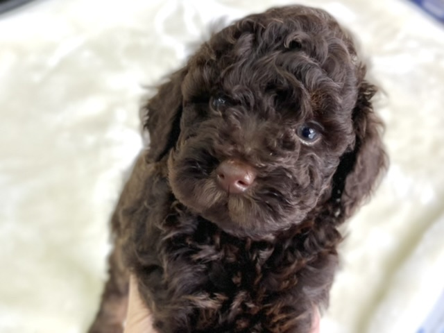 トイ・プードル（ブラウン）2022年5月8日生まれ　女の子