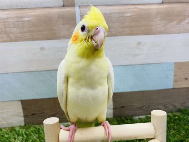 最新画像有り！まるでソフトクリームみたいな可愛いコ！オカメインコのルチノーカラー！