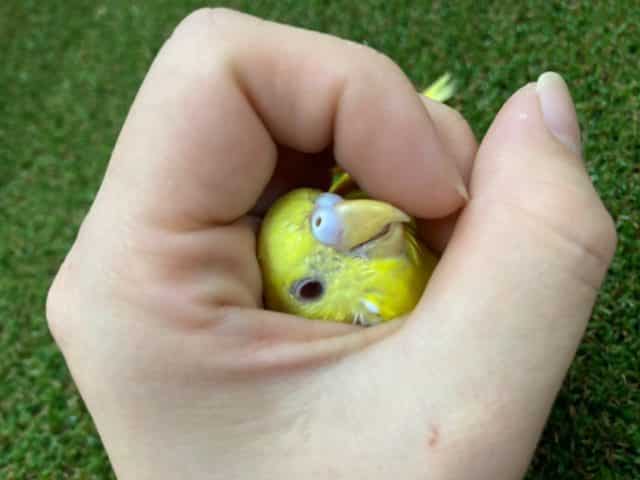 最新画像になりますよ！！ルチノー！セキセイインコ！