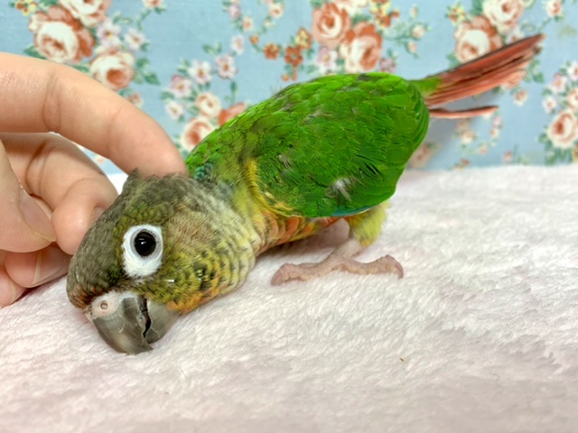 ウロコインコ ワキコガネ なでなで好きです♡ 7/4