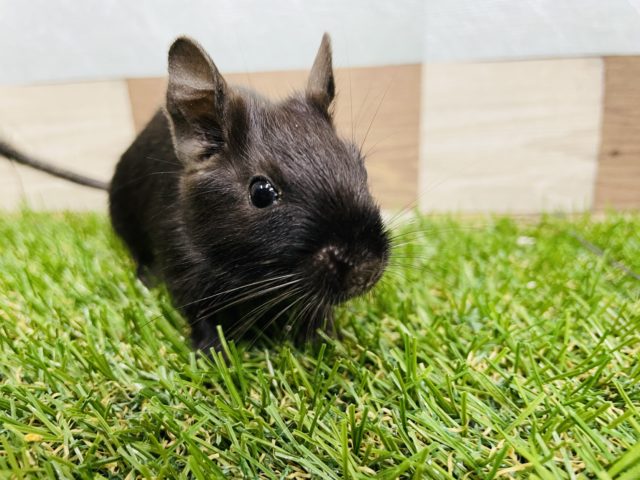 ツヤツヤの美毛ちゃん！デグーのブラックカラー！