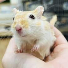 手乗りジャービル♫カラージャービル(女の子)