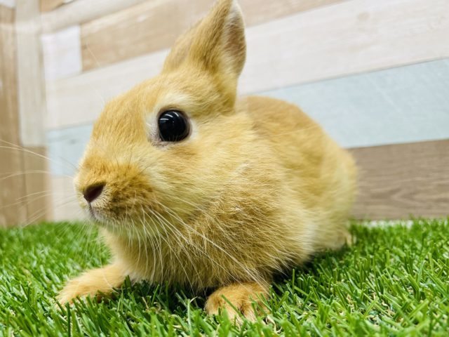 ぱっちりおめめが可愛らしい女の子！ネザーランドドワーフのオレンジカラー！