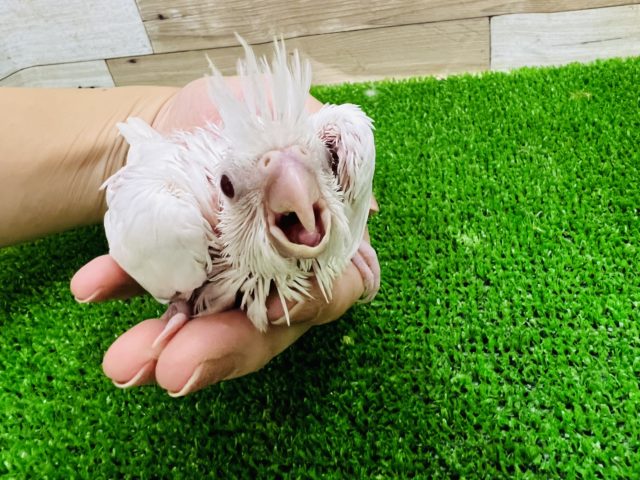純白なピュアホワイト♡オカメインコ