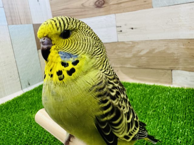 可愛いすぎ♡甘えん坊のジャンボセキセイインコ☆